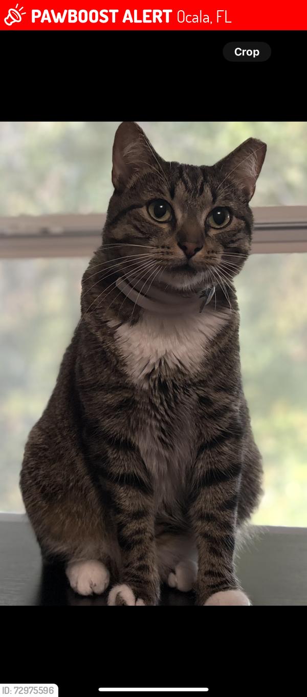 Lost Male Cat last seen Near nw 7th st, Ocala, FL 34475