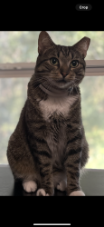 Lost Male Cat last seen Near nw 7th st, Ocala, FL 34475