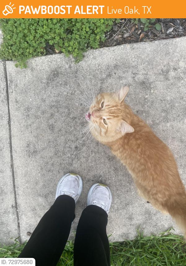 Found/Stray Male Cat last seen Forest bluff, Live Oak, TX 78233