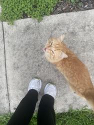 Found/Stray Male Cat last seen Forest bluff, Live Oak, TX 78233