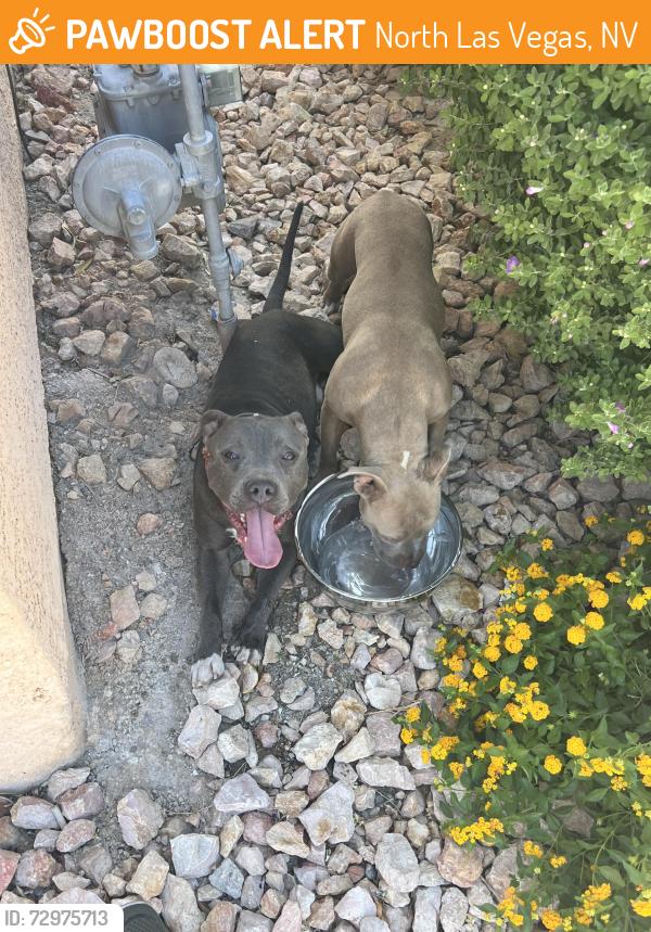Found/Stray Unknown Dog last seen Mount Athos street/Ann Rd, North Las Vegas, NV 89031