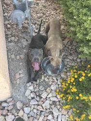 Found/Stray Unknown Dog last seen Mount Athos street/Ann Rd, North Las Vegas, NV 89031