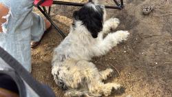 Lost Female Dog last seen Dusty Ln and Roosevelt Spain Rd, Greenville, NC 27834