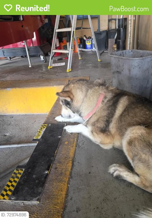 Reunited Unknown Dog last seen Near Alameda , El Paso, TX 79907