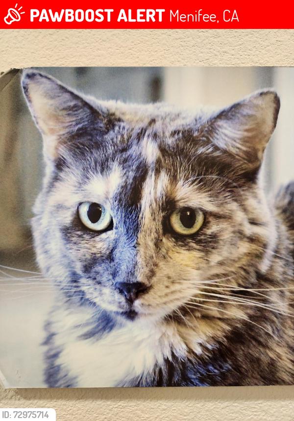 Lost Female Cat last seen Menifee water tower, Menifee, CA 92587