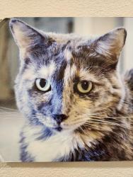 Lost Female Cat last seen Menifee water tower, Menifee, CA 92587