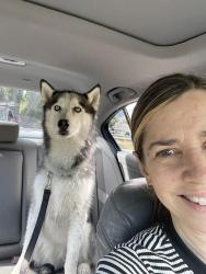 Found/Stray Female Dog last seen Oakwood Elementary School, Holladay, UT 84121