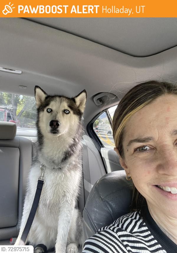 Found/Stray Female Dog last seen Oakwood Elementary School, Holladay, UT 84121