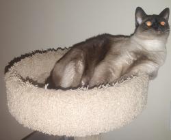 Reunited Female Cat last seen Chambers Road and Mississippi Ave., Aurora, CO 80012