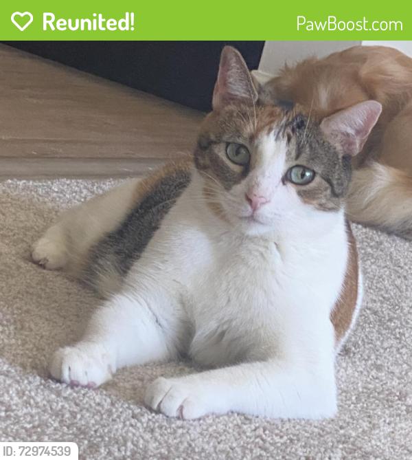 Reunited Female Cat last seen Near Juniper Ct , Franklin Township, NJ 08873