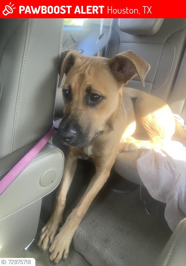 Lost Female Dog last seen Keith West Park, Houston, TX 77093