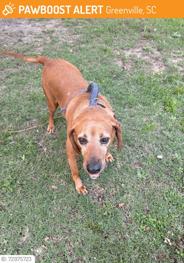 Found/Stray Male Dog last seen Overbrook neighborhood, near Vintage Coffee, Greenville, SC 29607