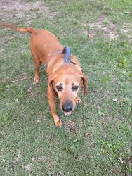 Found/Stray Male Dog last seen Overbrook neighborhood, near Vintage Coffee, Greenville, SC 29607