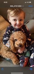 Reunited Female Dog last seen Snyder rd, Knoxville, TN 37932