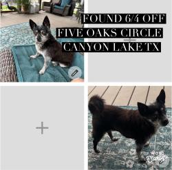 Found/Stray Male Dog last seen Near oaks circle canyon lake tx / fm 2673, Canyon Lake, TX 78133