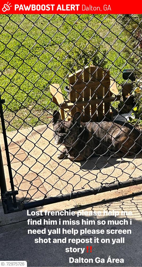 Lost Male Dog last seen Near Bartenfield Drive , Dalton, GA 30721
