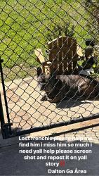 Lost Male Dog last seen Near Bartenfield Drive, Dalton, GA 30721