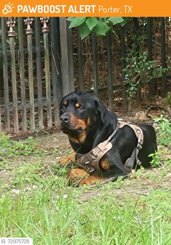 Found/Stray Male Dog last seen SWilcrest/oak creek in Porter, Porter, TX 77365