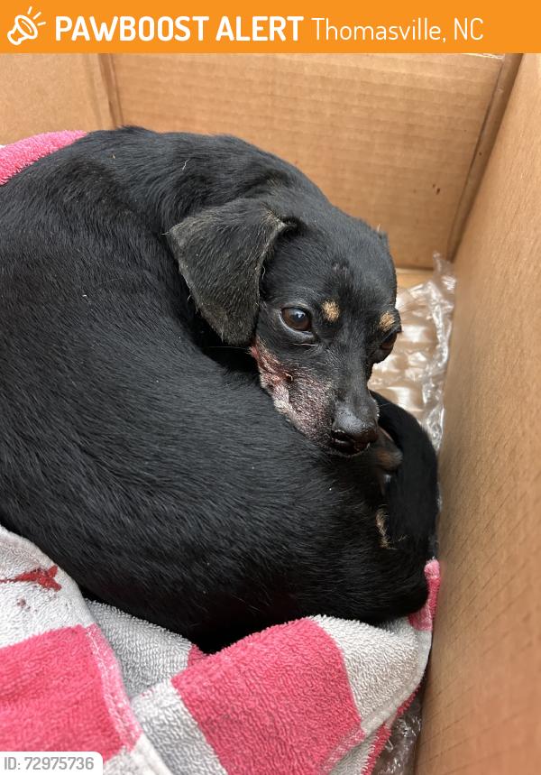 Found/Stray Female Dog last seen Fisher ferry, Thomasville, NC 27360