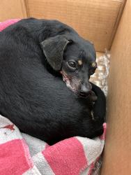 Found/Stray Female Dog last seen Fisher ferry, Thomasville, NC 27360