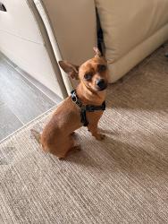 Found/Stray Female Dog last seen Twinbrook dr and 45 and veterans memorial. Was there for maybe a week before rescue, Houston, TX 77037