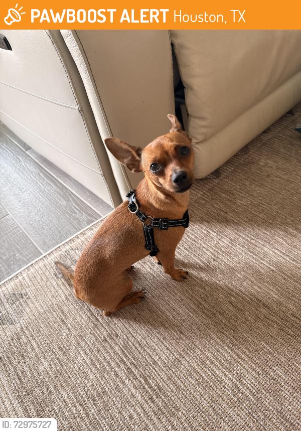 Found/Stray Female Dog last seen Twinbrook dr and 45 and veterans memorial. Was there for maybe a week before rescue, Houston, TX 77037