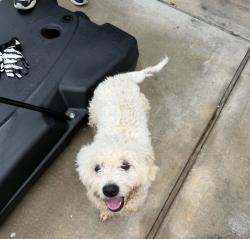 Found/Stray Male Dog last seen Sorrento bay cir @ sorrento Bay Dr, Montgomery County, TX 77318