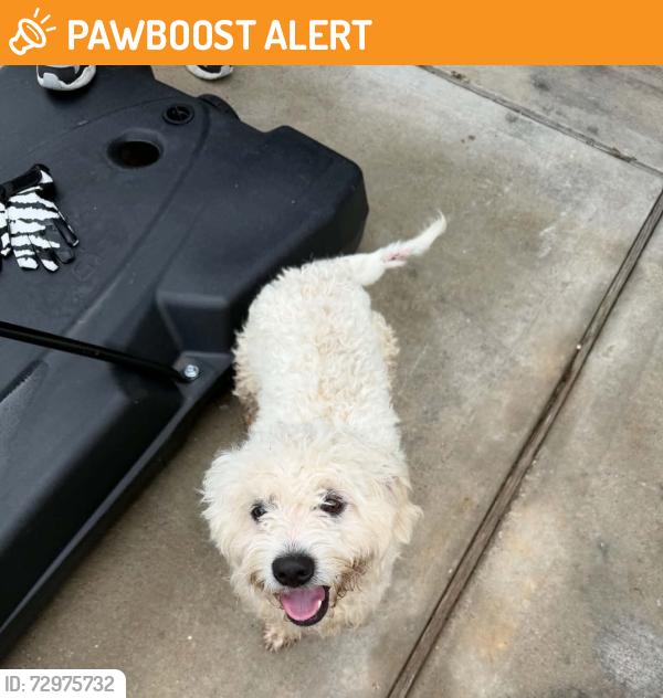 Found/Stray Male Dog last seen Sorrento bay cir @ sorrento Bay Dr, Montgomery County, TX 77318