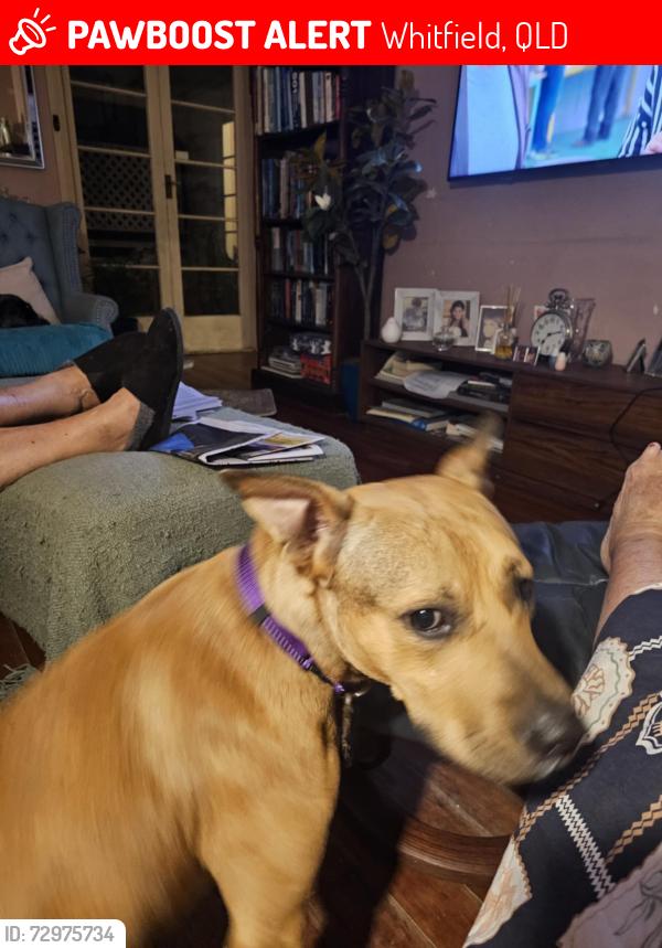 Lost Male Dog last seen Crowther and Mona street Whitfield , Whitfield, QLD 4870