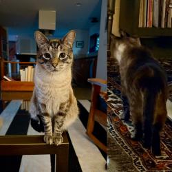 Lost Male Cat last seen 8th Ave NW , Seattle, WA 98177