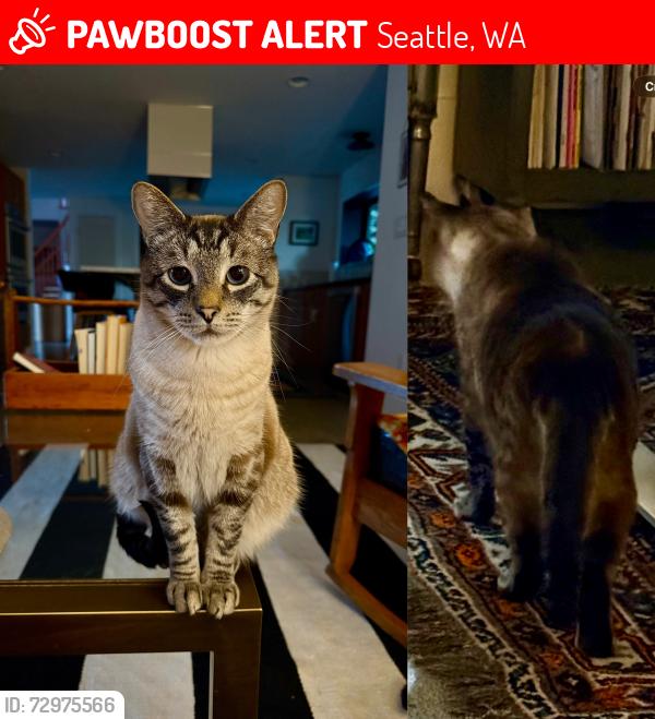 Lost Male Cat last seen 8th Ave NW , Seattle, WA 98177