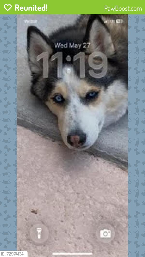Reunited Female Dog last seen W Silverado Ranch Blvd & S Las Vegas Blvd across street from South Point Casino, Las Vegas, NV 89183