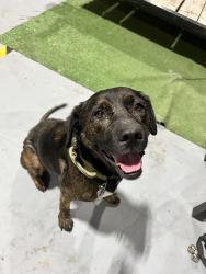 Found/Stray Female Dog last seen Pederson and US Highway 90, Katy, TX 77494