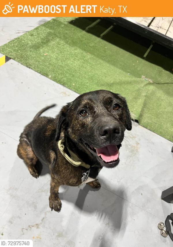 Found/Stray Female Dog last seen Pederson and US Highway 90, Katy, TX 77494