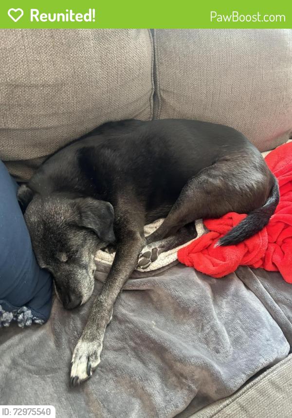 Reunited Male Dog last seen Near Stardale drive, Chesapeake, VA 23322