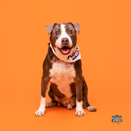 Shelter Stray Male Dog last seen El Paso, TX 79924, Fort Bliss, TX 79906