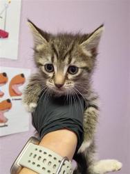 Shelter Stray Female Cat last seen Near sunymead pl 79924, CITY of El Paso, TX, Fort Bliss, TX 79906