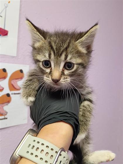Shelter Stray Female Cat last seen Near sunymead pl 79924, CITY of El Paso, TX, Fort Bliss, TX 79906