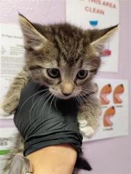 Shelter Stray Female Cat last seen Near sunymead pl 79924, CITY of El Paso, TX, Fort Bliss, TX 79906