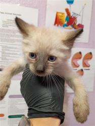 Shelter Stray Male Cat last seen Near sunymead pl 79924, CITY of El Paso, TX, Fort Bliss, TX 79906