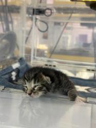 Shelter Stray Female Cat last seen El Paso, TX 79907, Fort Bliss, TX 79906