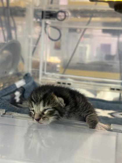 Shelter Stray Female Cat last seen El Paso, TX 79907, Fort Bliss, TX 79906