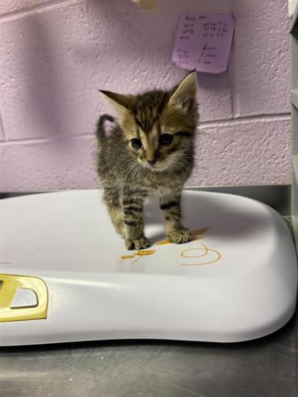 Shelter Stray Male Cat last seen El Paso, TX 79935, Fort Bliss, TX 79906