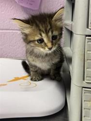 Shelter Stray Female Cat last seen El Paso, TX 79935, Fort Bliss, TX 79906