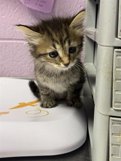 Shelter Stray Female Cat last seen El Paso, TX 79935, Fort Bliss, TX 79906