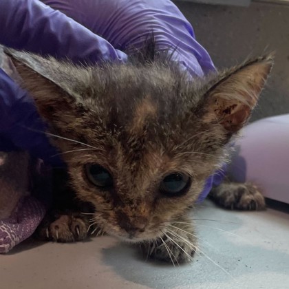 Shelter Stray Female Cat last seen Lawyer St & Southwest, City of College Station, TX, 5359 Leonard Rd, Bryan, TX 77807, USA