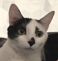 Shelter Stray Female Cat last seen Seattle, WA 98118, Seattle, WA 98119