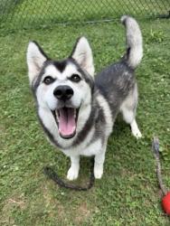 Shelter Stray Female Dog last seen Near Doral Cir Doraville, GA 30360, 30360, GA, Atlanta, GA 30341