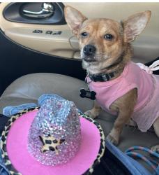 Lost Female Dog last seen River Rd, Veterans parkway & Manchester Expressway, Columbus, GA 31904