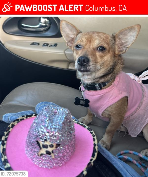 Lost Female Dog last seen River Rd, Veterans parkway & Manchester Expressway, Columbus, GA 31904
